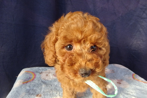 トイ・プードル 犬の販売・譲渡 44173 レッドの女の子です。