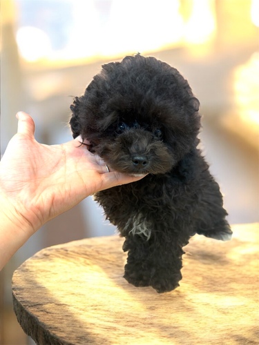 トイ・プードル 犬の販売・譲渡 44174 ブラック男の子