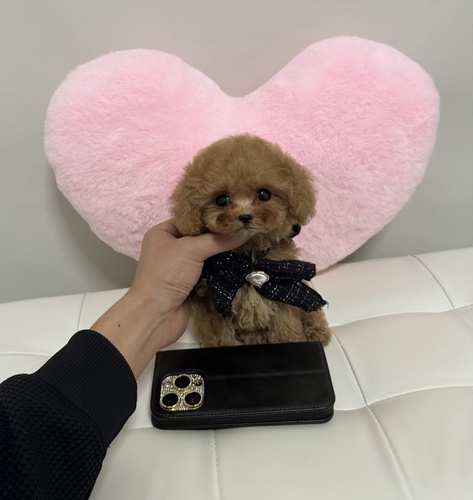 gCEv[h  ̔̔En 44175 FfQуeB[Jbvv[h̎q