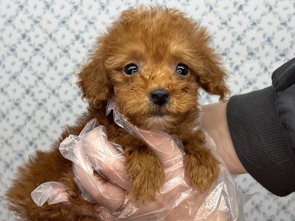 yTzFBƂ..Plł..Vя ̔̔ 44179