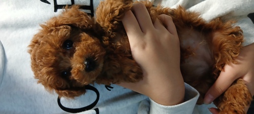 トイ・プードル 犬の販売・譲渡 44181 訳ありちゃんのため激安。可愛!!女の子!