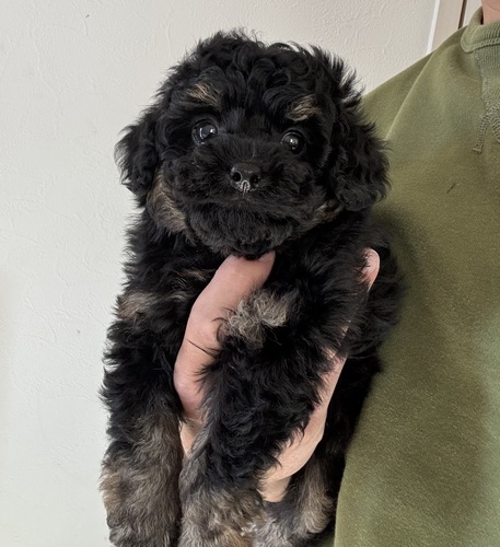 トイ・プードル 犬の販売・譲渡 44183 レアカラーのブラックタンプードルくん