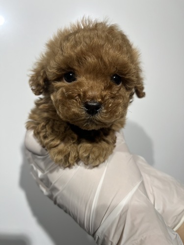 トイ・プードル 犬の販売・譲渡 44184 アプリコット4208