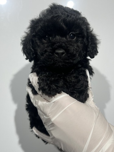 トイ・プードル 犬の販売・譲渡 44186 男の子 ブラック