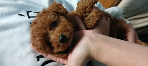 トイ・プードル 犬の販売・譲渡 44187 可愛!トイプードル!女の子