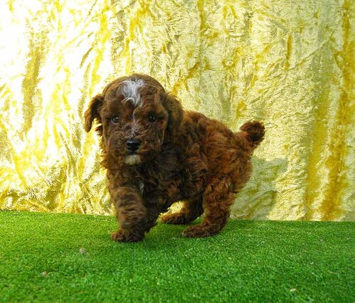 �g�C�E�v�[�h��  ���̔̔��E���n 44188 ���b�h���z���C�g