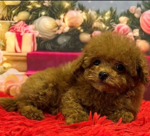 �g�C�E�v�[�h��  ���̔̔��E���n 44190 �^�C�j�[���̎q�􂨊炪�������Ⴂ�Â���V����