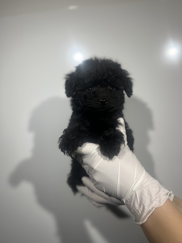 �g�C�E�v�[�h��  ���̔̔��E���n 44192 �u���b�N6590