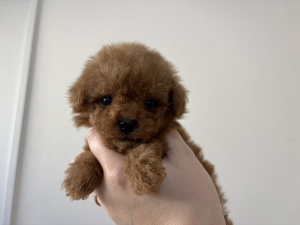 �g�C�E�v�[�h��  ���̔̔��E���n 44194 �y���T����z�}�C�N���H�I�ƂĂ������Ȓj�̎q