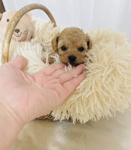 �g�C�E�v�[�h��  ���̔̔��E���n 44198 ��������������