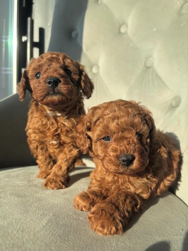 �g�C�E�v�[�h��  ���̔̔��E���n 44200 ��������^�C�j�[�v�[�h��