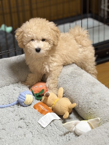 �g�C�E�v�[�h��  ���̔̔��E���n 44203 �h���[�t�^�C�v�̂����Ƃ肳��