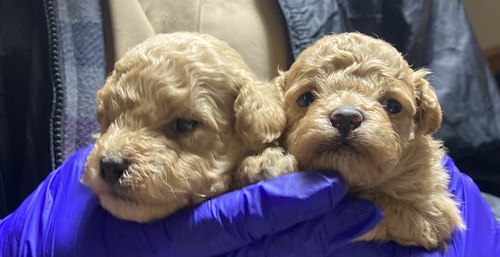 �g�C�E�v�[�h��  ���̔̔��E���n 44206 ���J���e�B�[�T�C�Y