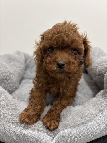 トイ・プードル 犬の販売・譲渡 44207 トイプードル/レッド/女の子