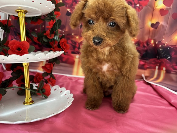 ���b�h�@�^�C�j�[�T�C�Y ���̔̔� 44210