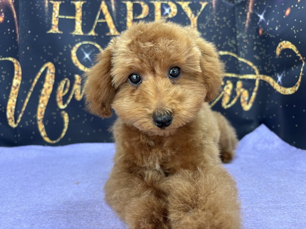 �A�v���R�b�g�@�^�C�j�[�T�C�Y ���̔̔� 44211