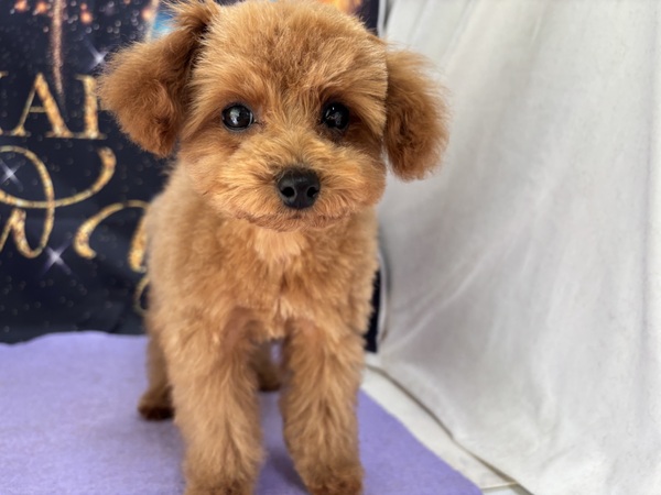 �A�v���R�b�g�@�^�C�j�[�T�C�Y ���̔̔� 44212