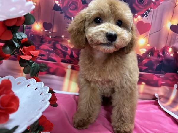 �A�v���R�b�g ���̔̔� 44215