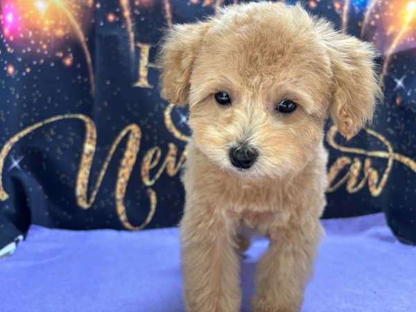 �A�v���R�b�g ���̔̔� 44216