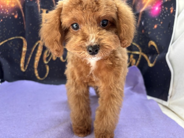 �A�v���R�b�g�@�^�C�j�[�T�C�Y ���̔̔� 44218