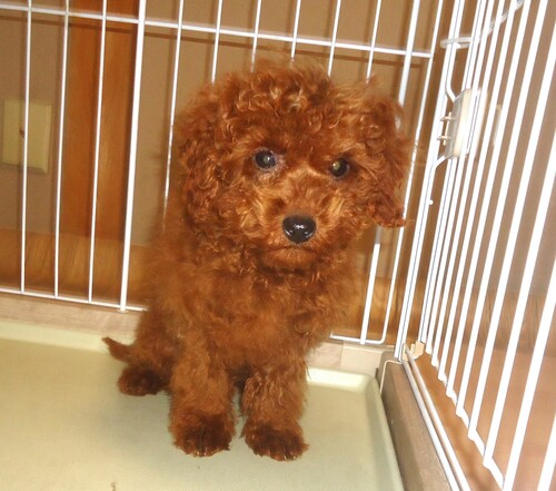 トイ・プードル 犬の販売・譲渡 44220 可愛い男の子