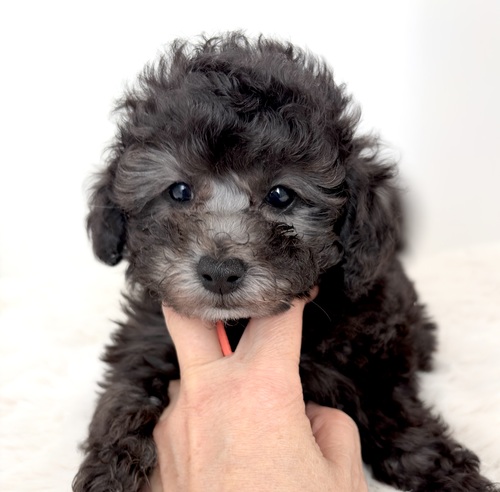 トイ・プードル 犬の販売・譲渡 44223 クリクリお目目のとてもチャーミングな女の子