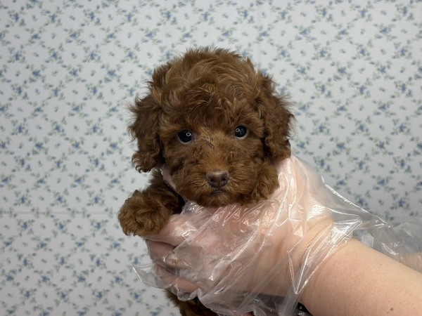 �g�C�E�v�[�h��  ���̔̔��E���n 44224 �y���T����z�̂�т�{�P�{�P�V�R����