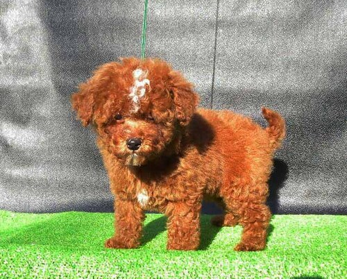 �g�C�E�v�[�h��  ���̔̔��E���n 44225 ���b�h���z���C�g�̒j�̎q