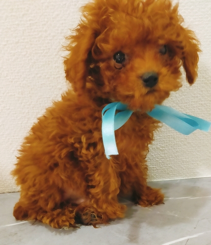 トイ・プードル 犬の販売・譲渡 44228 ティーカップ男の子