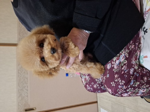 �g�C�E�v�[�h��  ���̔̔��E���n 44229 5�����̏��̎q