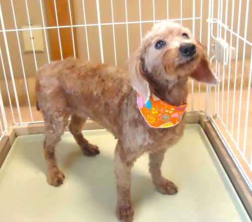 �g�C�E�v�[�h��  ���̔̔��E���n 44230 �v�[