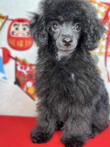 �g�C�E�v�[�h��  ���̔̔��E���n 44231 �C�P�����A�e�B�[�J�b�v�T�C�Y�I