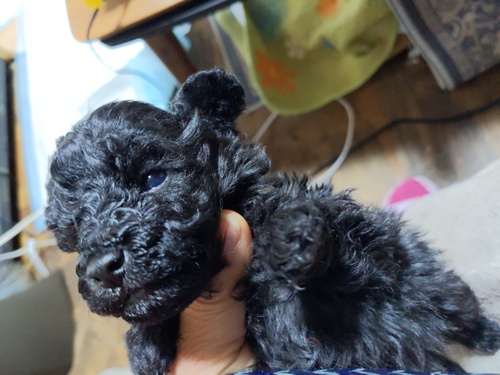 �g�C�E�v�[�h��  ���̔̔��E���n 44232 ���̗ǂ������ȃu���b�N�v�[�h��