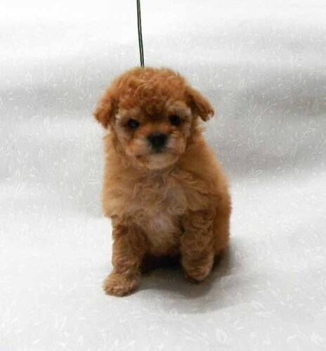 トイ・プードル 犬の販売・譲渡 44233 タイニーサイズのアプリコット、女の子