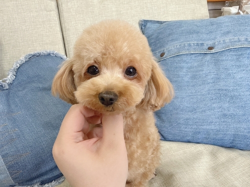 �g�C�E�v�[�h��  ���̔̔��E���n 44234 ���ꂳ�񑲋ƌ��ł�