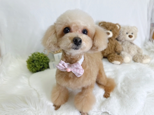 �g�C�E�v�[�h��  ���̔̔��E���n 44235 ���ꂳ�񑲋ƌ��ł�