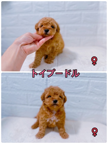 �p�p��`�q�����O���ڃN���A ���̔̔� 44236