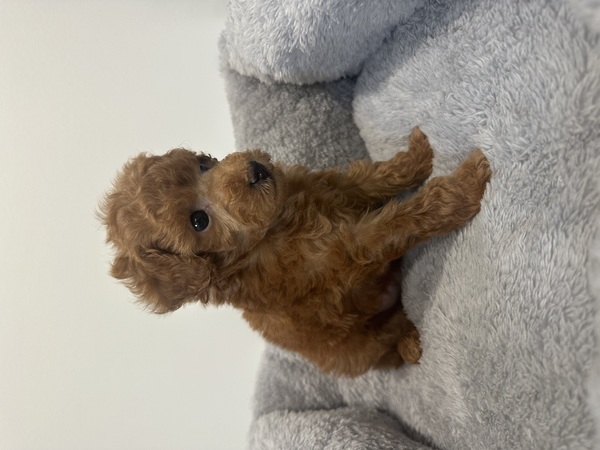 �g�C�E�v�[�h��  ���̔̔��E���n 44239 �ydogoo���艿�i�I�z�g�C�v�[�h��/�j�̎q