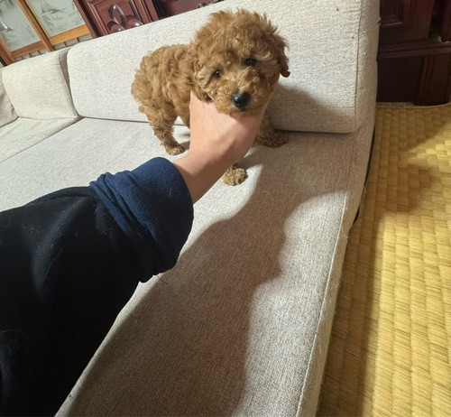 トイ・プードル 犬の販売・譲渡 44240 タイニープードル