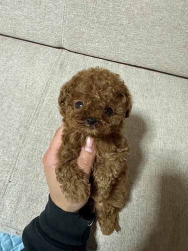 �g�C�E�v�[�h��  ���̔̔��E���n 44244 �}�C�N���e�B�[�J�b�v�v�[�h��