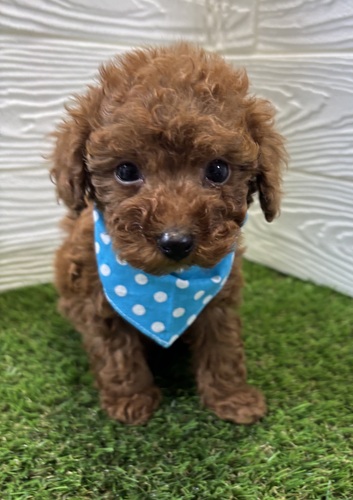 �g�C�E�v�[�h��  ���̔̔��E���n 44245 �����������D�I�X�X���̒j�̎q