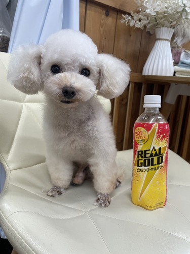 �������񑲋ƌ��ł��I ���̔̔� 44249