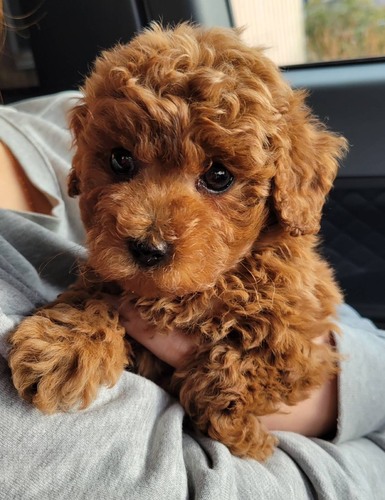 �g�C�E�v�[�h��  ���̔̔��E���n 44250 �Z���Ȗl