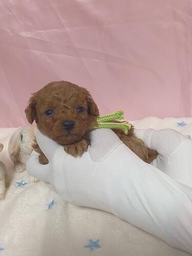 �g�C�E�v�[�h��  ���̔̔��E���n 44252 ���C�ȂS�Z��̃L�~�h�������i�A�v���R�b�g�j�I