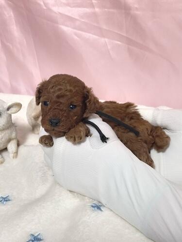 �g�C�E�v�[�h��  ���̔̔��E���n 44253 ���C�ȂS�Z��̍����{�������i���b�h�j�I