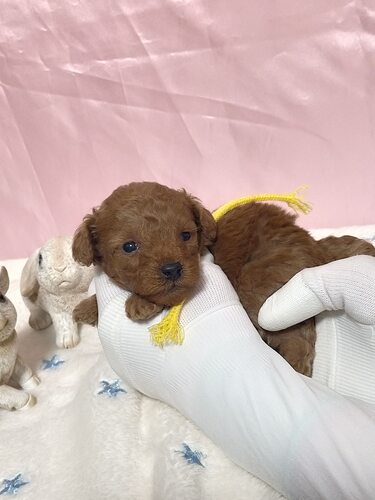 �g�C�E�v�[�h��  ���̔̔��E���n 44255 ���C�ȂS�Z��̉��F�����i���b�h�j�I