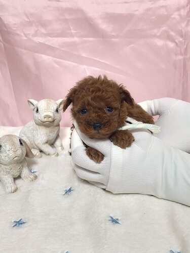 �g�C�E�v�[�h��  ���̔̔��E���n 44256 �킪�܂܌��C�ЂƂ���q�X�g���C�v�����i���b�h�j�I