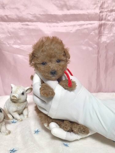 ���C�ȂS�Z���̐ԃ��{�������i�A�v���R�b�g�j�I ���̔̔� 44257