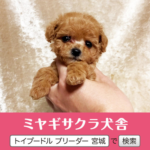 �g�C�E�v�[�h��  ���̔̔��E���n 44262 �ǌ����� ���b�h�̉��q�l��