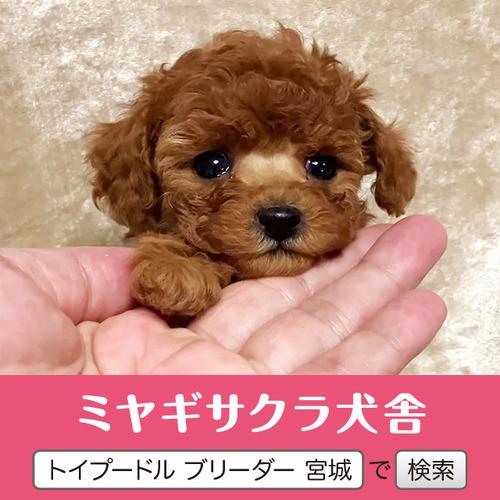 �g�C�E�v�[�h��  ���̔̔��E���n 44263 �ǌ��������b�h�̃v�����Z�X1��